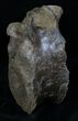 Edmontosaurus Dorsal Vertebra - Montana #12904-5